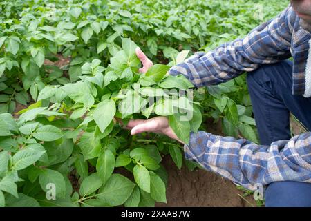 Agricoltore che controlla la coltura di patate di qualità, le cime di patate verdi per la salute delle piante, la pianta erbacea tuberosa, Solánum tuberósum, scena agricola, la agricola Foto Stock