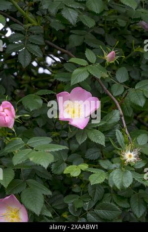 Fiore di rosa canina Foto Stock