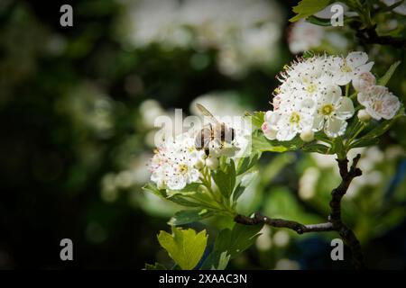 Un'ape che raccoglie polline tra i fiori Foto Stock