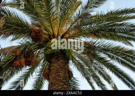 Palma da dattero all'interno di una casa di Puertollano, educazione ambientale Foto Stock