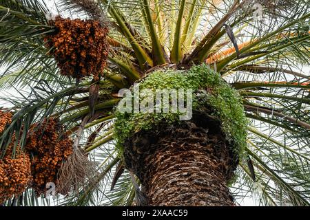 Palma da dattero all'interno di una casa di Puertollano, educazione ambientale Foto Stock