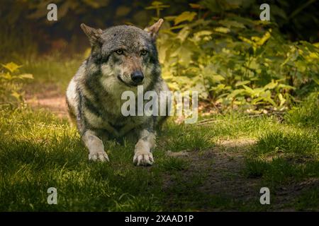 Un lupo bianco e grigio che riposa sull'erba per terra Foto Stock