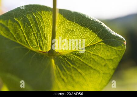 foto ravvicinata di una foglia verde che splende al sole su uno sfondo verde sfocato in una giornata di sole d'estate Foto Stock
