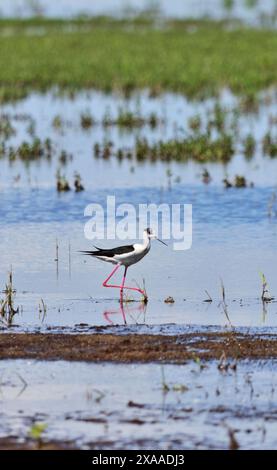 Himantopus himantopus alato nero a Zicksee, Austria, verticale Foto Stock