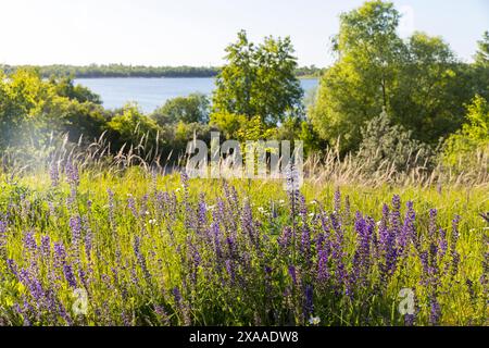 üppig blüht der Wiesensalbei Salvia pratensis am Weg um den Schladitzer SEE mit Blick auf den SEE, Leipziger Neuseenland, Rackwitz, Sachsen, Deutschla Foto Stock