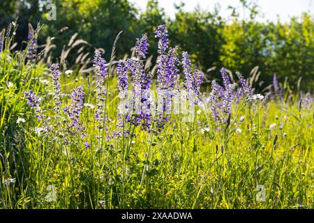 üppig blüht der Wiesensalbei Salvia pratensis am Weg um den Schladitzer SEE mit Blick auf den SEE, Leipziger Neuseenland, Rackwitz, Sachsen, Deutschla Foto Stock