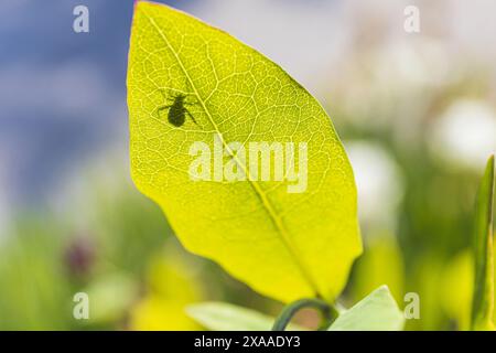 foto ravvicinata di una foglia verde con insetti che brillano al sole su uno sfondo sfocato di fogliame verde in un giorno d'estate di sole Foto Stock