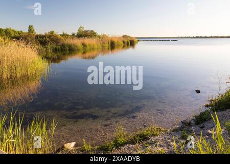 östliches Ufer vom Werbeliner SEE, Rackwitz, Sächsisches Seenland, Sachsen, Deutschland *** sponda orientale del Werbeliner SEE, Rackwitz, Saxon Lake Dist Foto Stock