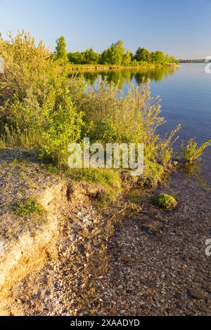 östliches Ufer vom Werbeliner SEE, Rackwitz, Sächsisches Seenland, Sachsen, Deutschland *** sponda orientale del Werbeliner SEE, Rackwitz, Saxon Lake Dist Foto Stock