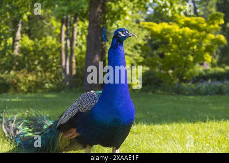 La fotografia di un pavone indiano maschile si trova su un prato del parco in una giornata estiva di sole Foto Stock