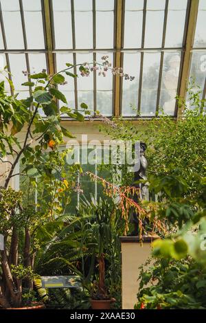 Una grande serra piena di vegetazione lussureggiante, varie piante e una statura umana Foto Stock