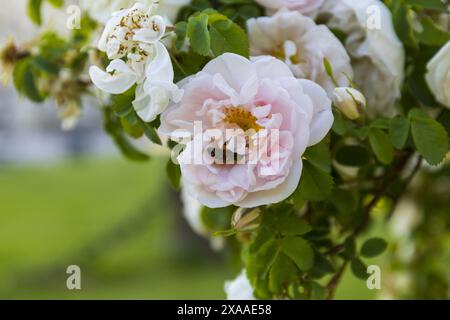 foto ravvicinate di un'ape in un fiore di rosa bianco e rosa in un parco in una giornata estiva di sole Foto Stock