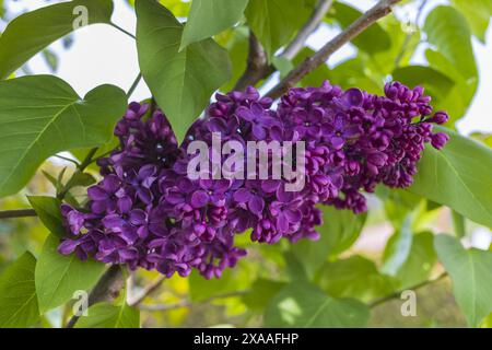 foto ravvicinate di un lilla viola scuro su sfondo verde Foto Stock
