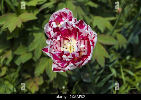 vista ravvicinata dall'alto di un fiore di tulipani di pappagallo rosa bianco su sfondo verde sfocato Foto Stock