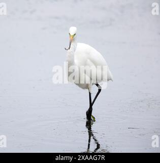 Ottimo Egret con pesci piccoli Foto Stock