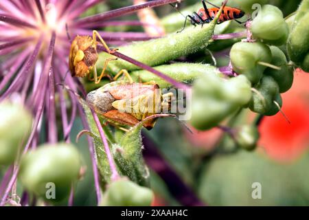 Motivo di sfondo creato da fiori e coleotteri luminosi seduti su di essi. Foto Stock