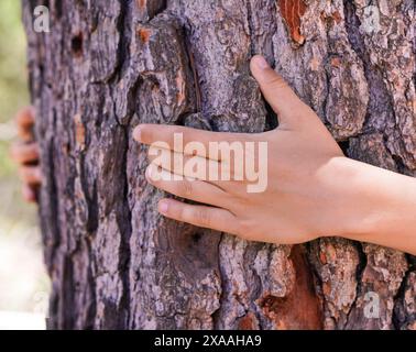 le mani del bambino abbracciano il tronco di un grande albero Foto Stock