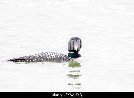 Loon comune in Full Breeding Plumage guardando la fotocamera Foto Stock