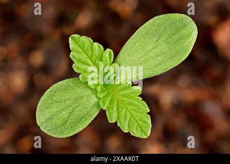 Primo piano di una piccola pianta di piantina di cannabis, vista dall'alto dei cotiledoni e delle tipiche foglie di canapa Foto Stock