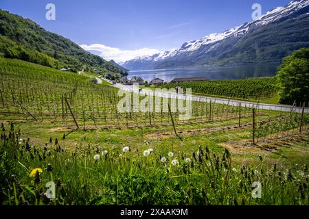 Quando arriva la primavera a Hardangerfjord Foto Stock