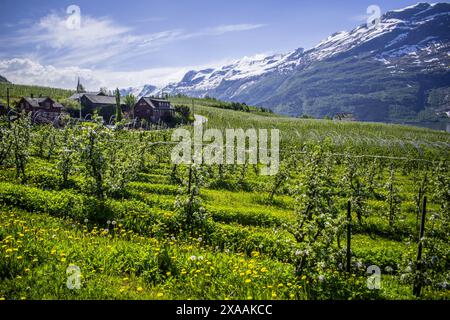 Una fattoria nel mezzo di un campo di meli Foto Stock