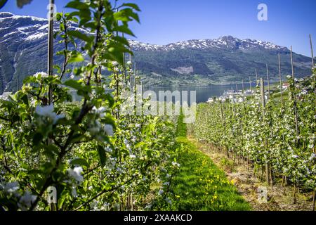 Fiorisce meli in Norvegia Foto Stock