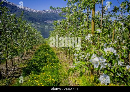 Gli alberi di mele fioriscono lungo Hardangerfjord Foto Stock