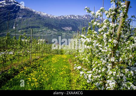 La stagione della fioritura a Hardanger, Norvegia Foto Stock