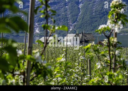 Stagione primaverile a Lofthus, Norvegia Foto Stock