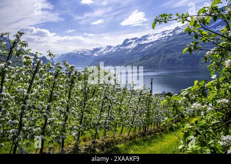 La stagione primaverile arriva in Norvegia Foto Stock