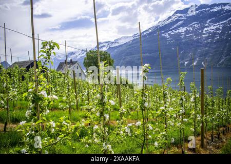 Meli in fiore a Hardanger Foto Stock