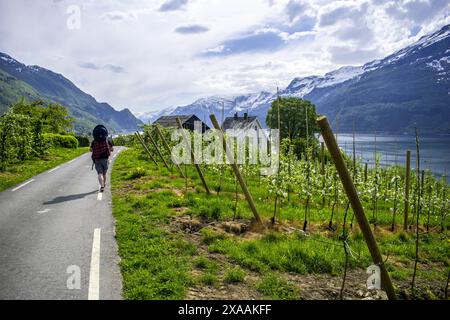 Camminate lungo il sentiero della frutta a Hardangerfjord Foto Stock