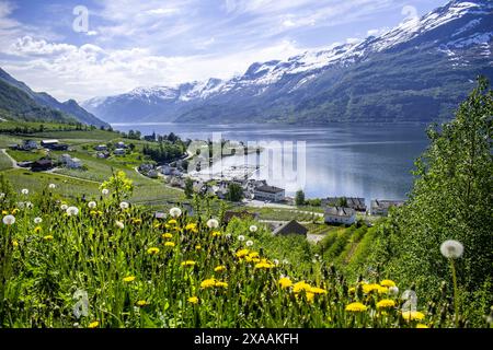 Leoni lungo l'Hardangerfjord in Norvegia Foto Stock