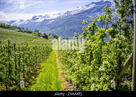 Stagione fiorente lungo l'Hardangerfjord Foto Stock