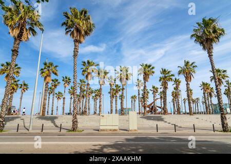 Palme vicino alla spiaggia e al porto, Barcellona, Spagna, Europa. Foto Stock