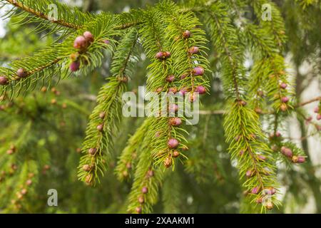 fotografia ravvicinata di un ramo di abete sempreverde con aghi e piccoli coni rosa marrone Foto Stock