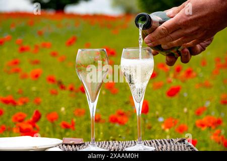 Picnic sul campo di fiori di papaveri rossi e erba verde con bicchieri di spumante, cremant o cava, estate in Francia, vacanza o fine settimana Foto Stock