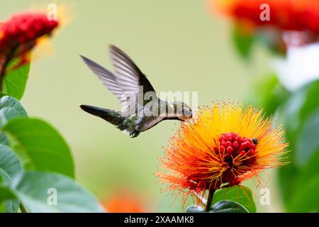 Colibrì di mango dalla gola nera, Anthracothorax nigricollis, nettare bevuto dal fiore d'arancia tropicale. Foto Stock