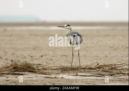 L'airone grigio è un uccello a zampe lunghe della famiglia degli aironi, Ardeidae, originario di tutta l'Europa temperata e dell'Asia, e anche di parte dell'Africa. Foto Stock