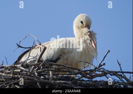 Ciconia ciconia, nota anche come cicogna bianca, è seduta nel suo nido situato su un palo elettrico. Foto Stock