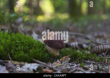 vista ravvicinata di un fungo marrone del penny bun sul terreno verde della foresta muschiata Foto Stock