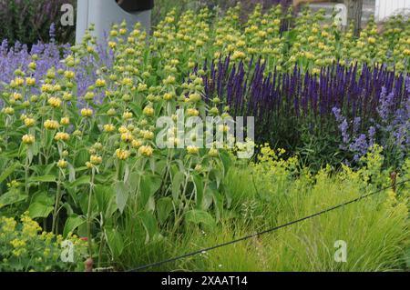 Copenhagen/ Danimarca/05 giugno 2024/Fiori e piante sono piantati in decoarte strada danese per la salute e il bell'aspetto della zona e delle strade (foto. Francis Joseph Dean/Dean Pictures) (non per uso commerciale) Foto Stock