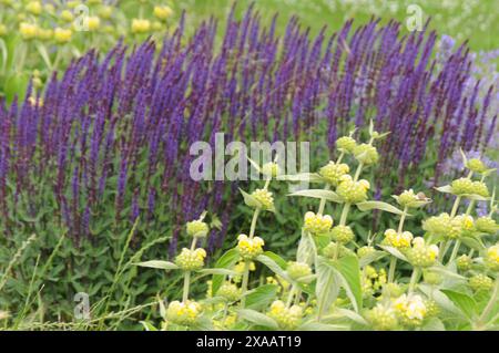 Copenhagen/ Danimarca/05 giugno 2024/Fiori e piante sono piantati in decoarte strada danese per la salute e il bell'aspetto della zona e delle strade (foto. Francis Joseph Dean/Dean Pictures) (non per uso commerciale) Foto Stock