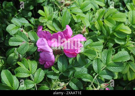 Copenhagen/ Danimarca/05 giugno 2024/Fiori e piante sono piantati in decoarte strada danese per la salute e il bell'aspetto della zona e delle strade (foto. Francis Joseph Dean/Dean Pictures) (non per uso commerciale) Foto Stock