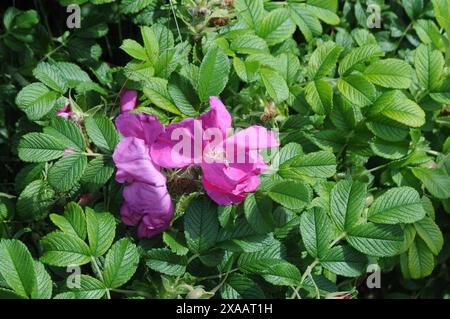 Copenhagen/ Danimarca/05 giugno 2024/Fiori e piante sono piantati in decoarte strada danese per la salute e il bell'aspetto della zona e delle strade (foto. Francis Joseph Dean/Dean Pictures) (non per uso commerciale) Foto Stock