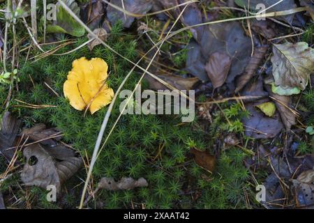 Fotografia piatta di un fungo canterello giallo su un muschio verde e lascia tappeto forestale nella foresta alpina Foto Stock