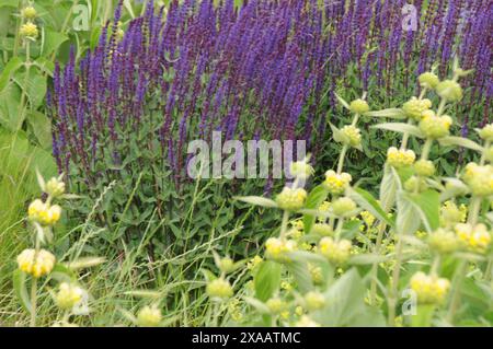 Copenhagen/ Danimarca/05 giugno 2024/Fiori e piante sono piantati in decoarte strada danese per la salute e bell'aspetto della zona e delle strade foto. Francis Joseph Dean/Dean Pictures non per uso commerciale Foto Stock