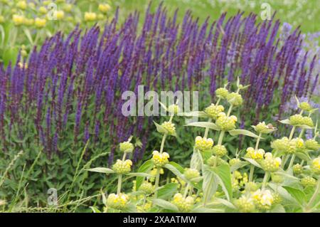 Copenhagen/ Danimarca/05 giugno 2024/Fiori e piante sono piantati in decoarte strada danese per la salute e bell'aspetto della zona e delle strade foto. Francis Joseph Dean/Dean Pictures non per uso commerciale Foto Stock