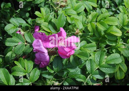 Copenhagen/ Danimarca/05 giugno 2024/Fiori e piante sono piantati in decoarte strada danese per la salute e bell'aspetto della zona e delle strade foto. Francis Joseph Dean/Dean Pictures non per uso commerciale Foto Stock