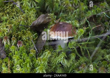 Vista laterale ravvicinata di un fungo Boletus marrone nascosto in un muschio verde Foto Stock